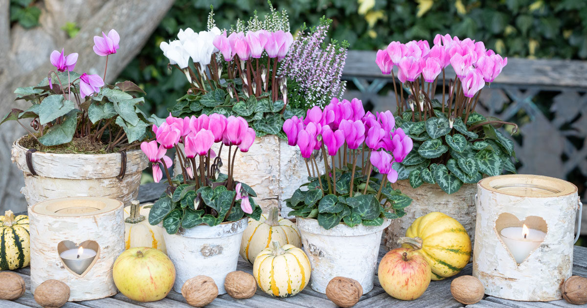 Κυκλάμινο: Το Σύμβολο της Ελπίδας και της Ταπεινότητας