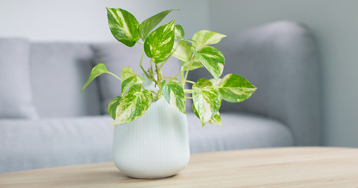 Πόθος Φυτό: Τι Συμβολίζει και Πώς να το Φροντίσετε